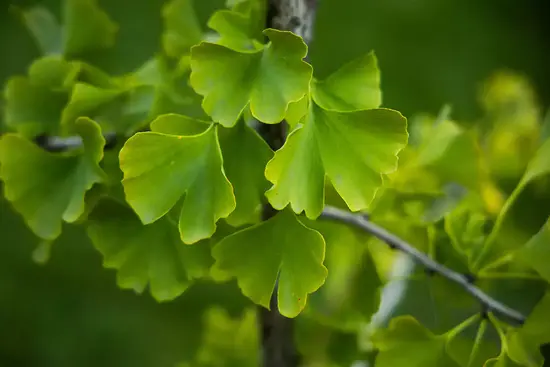 maidenhair_tree_mb